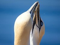 Morus bassanus 162, Jan-van-Gent, Saxifraga-Bart Vastenhouw