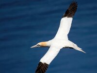 Morus bassanus 164, Jan-van-Gent, Saxifraga-Bart Vastenhouw