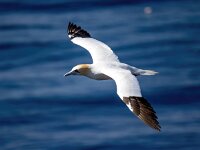 Morus bassanus 166, Jan-van-Gent, Saxifraga-Bart Vastenhouw