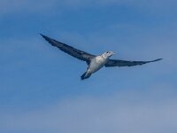 Morus bassanus 170, Jan-van-Gent, 1e kj, Saxifraga-Theo Verstrael