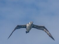 Morus bassanus 171, Jan-van-Gent, 1e kj, Saxifraga-Theo Verstrael