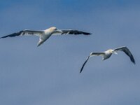 Morus bassanus 175, Jan-van-Gent, 3e kj, Saxifraga-Theo Verstrael 29