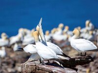 Morus bassanus 18, Jan-van-Gent, Saxifraga-Bart Vastenhouw