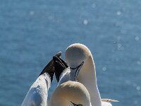 Morus bassanus 180, Jan-van-Gent, adult, pair, Saxifraga-Theo Verstrael