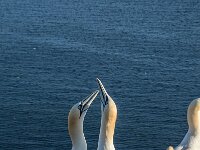 Morus bassanus 182, Jan-van-Gent, adult, pair, Saxifraga-Theo Verstrael