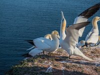 Morus bassanus 183, Jan-van-Gent, adult, pair, Saxifraga-Theo Verstrael