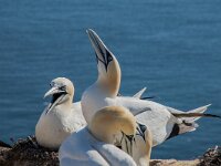 Morus bassanus 185, Jan-van-Gent, adult, pair, Saxifraga-Theo Verstrael