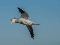 Morus bassanus 192, Jan-van-Gent, adult, Saxifraga-Theo Verstrael