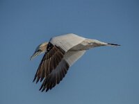 Morus bassanus 193, Jan-van-Gent, adult, Saxifraga-Theo Verstrael