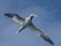 Morus bassanus 195, Jan-van-Gent, adult, Saxifraga-Theo Verstrael