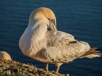 Morus bassanus 196, Jan-van-Gent, adult, Saxifraga-Theo Verstrael