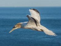 Morus bassanus 197, Jan-van-Gent, adult, Saxifraga-Theo Verstrael