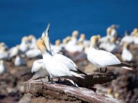 Morus bassanus 36, Jan-van-Gent, Saxifraga-Bart Vastenhouw