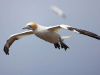 Morus bassanus 4, Jan-van-Gent, Saxifraga-Bart Vastenhouw
