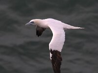 Morus bassanus 83, Jan-van-Gent, Saxifraga-Bart Vastenhouw
