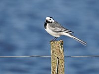 Motacilla alba 100, Witte kwikstaart, Saxifraga-Hans Dekker