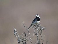 Motacilla alba 59, Witte kwikstaar, Saxifraga-Luuk Vermeer