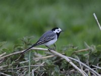 Motacilla alba 76, Witte kwikstaar, Saxifraga-Luuk Vermeer