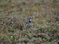 Motacilla alba 78, Witte kwikstaar, Saxifraga-Luuk Vermeer