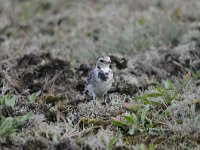 Motacilla alba 79, Witte kwikstaar, Saxifraga-Luuk Vermeer