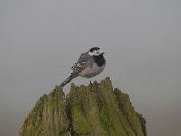 Motacilla alba 86, Witte kwikstaar, Saxifraga-Luuk Vermeer