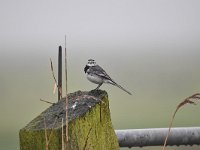 Motacilla alba 87, Witte kwikstaar, Saxifraga-Luuk Vermeer