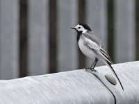 Motacilla alba ssp dukhunensis103, Witte kwikstaart, Saxifraga-Tom Heijnen