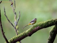 Motacilla cinerea 33, Grote gele kwikstaart, Saxifraga-Luuk Vermeer