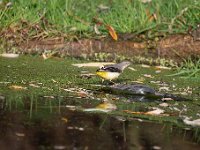 Motacilla cinerea 34, Grote gele kwikstaart, Saxifraga-Luuk Vermeer