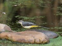 Motacilla cinerea 36, Grote gele kwikstaart, Saxifraga-Luuk Vermeer