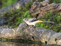 Motacilla cinerea 41, Grote gele kwikstaart, Saxifraga-Luuk Vermeer