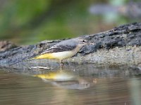 Motacilla cinerea 43, Grote gele kwikstaart, Saxifraga-Luuk Vermeer