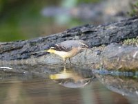 Motacilla cinerea 44, Grote gele kwikstaart, Saxifraga-Luuk Vermeer