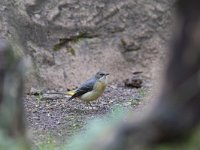 Motacilla cinerea ssp patricuae 45, Grote gele kwikstaart, Saxifraga-Mark Zekhuis