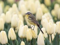 Motacilla flava 100, Gele kwikstaart, Saxifraga-Luc Hoogenstein