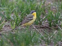 Motacilla flava 103, Gele kwikstaart, Saxifraga-Luc Hoogenstein