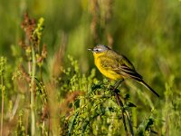 Motacilla flava 104, Gele kwikstaart, adult, male, Saxifraga-Theo Verstrael