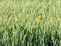 Motacilla flava 107, Gele kwikstaart, adult, male, Saxifraga-Theo Verstrael