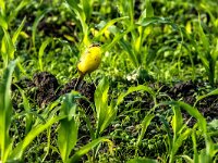 Motacilla flava 109, Gele kwikstaart, adult, male, Saxifraga-Theo Verstrael