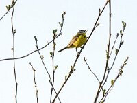 Motacilla flava 110, Gele kwikstaart, adult, male, Saxifraga-Theo Verstrael