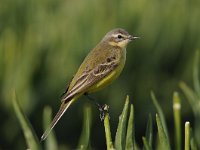 Motacilla flava 44, Gele kwikstaart, Saxifraga-Luuk Vermeer