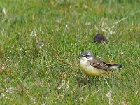 Motacilla flava 63, Gele kwikstaart, Saxifraga-Hans Dekker