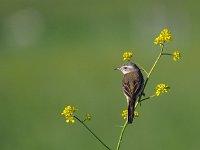 Motacilla flava 67, Gele kwikstaart, Saxifraga-Hans Dekker