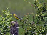 Motacilla flava 72, Gele kwikstaart, Saxifraga-Jan Nijendijk