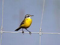 Motacilla flava 94, Gele kwikstaart, Saxifraga-Bart Vastenhouw