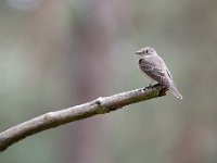 Muscicapa striata 31, Grauwe vliegenvanger, Saxifraga-Luuk Vermeer