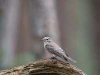 Muscicapa striata 33, Grauwe vliegenvanger, Saxifraga-Luuk Vermeer