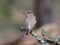 Muscicapa striata 40, Grauwe vliegenvanger, Saxifraga-Luuk Vermeer