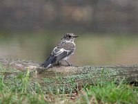 Muscicapa striata 52, Grauwe vliegenvanger, Saxifraga-Luuk Vermeer