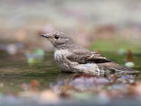 Muscicapa striata 61, Grauwe vliegenvanger, Saxifraga-Luuk Vermeer